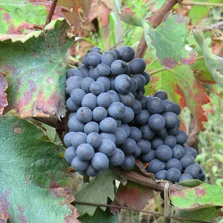 Le Due Cascine Farma San Marzano Oliveto