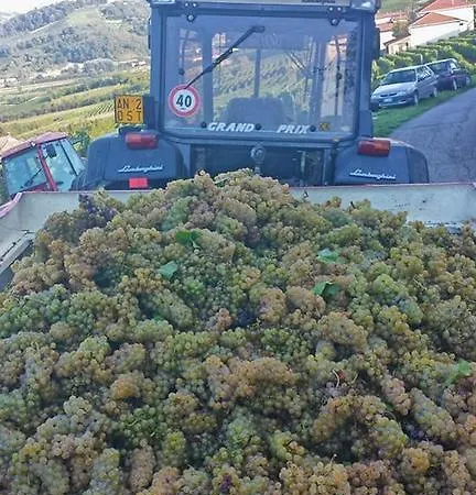 Le Due Cascine Lantgård San Marzano Oliveto