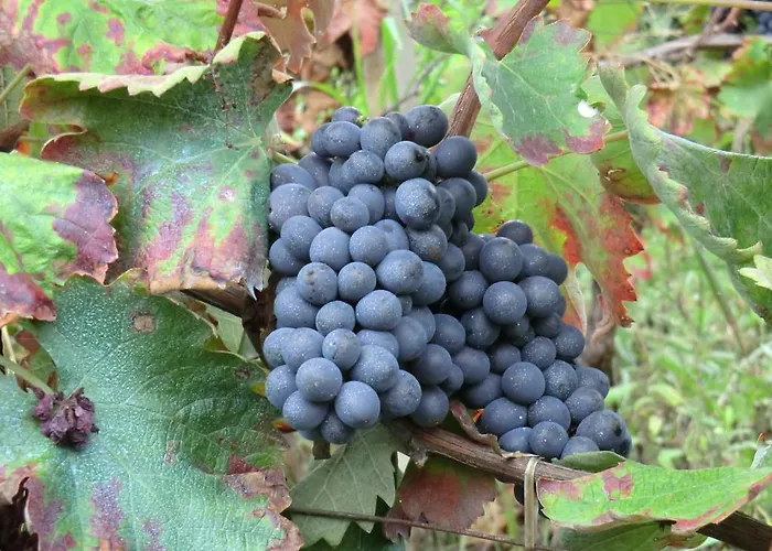 Le Due Cascine Κατάλυμα σε φάρμα San Marzano Oliveto