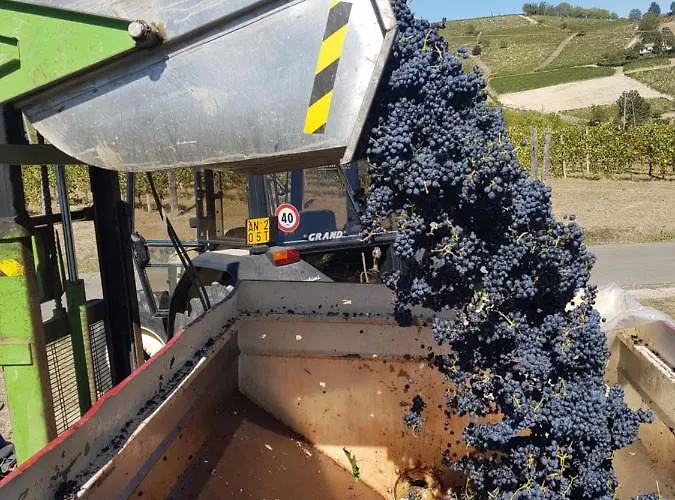 Κατάλυμα σε φάρμα Le Due Cascine San Marzano Oliveto